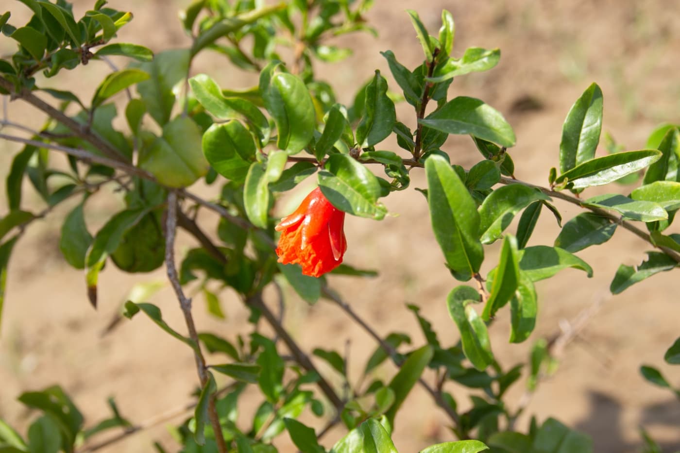 Rishihood University Sonepat hostel photo 115